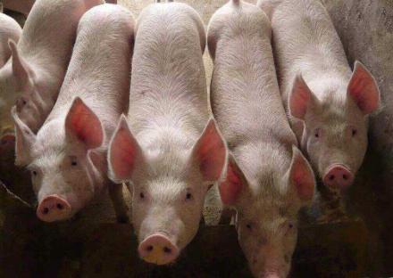畜禽养殖业绩大幅抬升,2020年生猪养殖企业进入利润兑现年_老铁股票