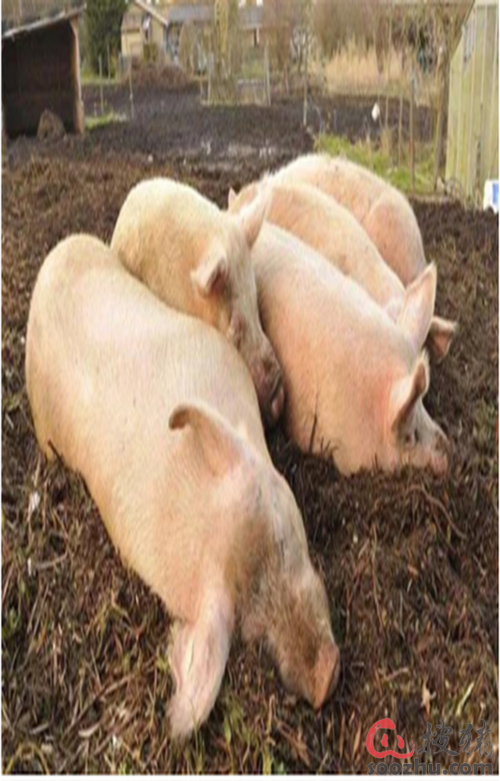 搜猪观察-养猪行业评述|新闻中心|搜猪网_中国生猪预警网
